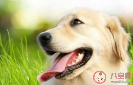 夏天要怎么給狗狗避暑 可不可以給狗狗剃毛降溫