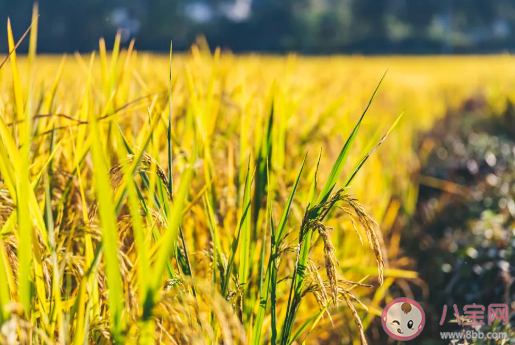 2020芒種節(jié)氣幾點幾分開始 今天芒種的具體時間什么時候