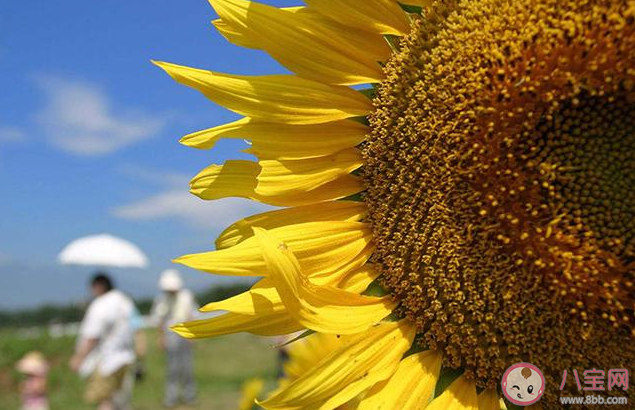 夏季如何養生對身體好 夏季養生知識要點