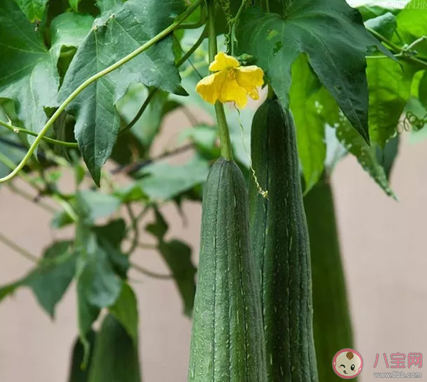 夏季如何養生對身體好 夏季養生知識要點