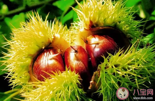 孕婦吃板栗多少合適 孕婦吃板栗吃多了會怎么樣