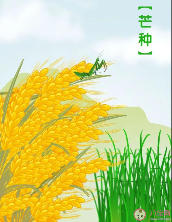 2020芒種養生要注意什么 關于芒種養生6條建議