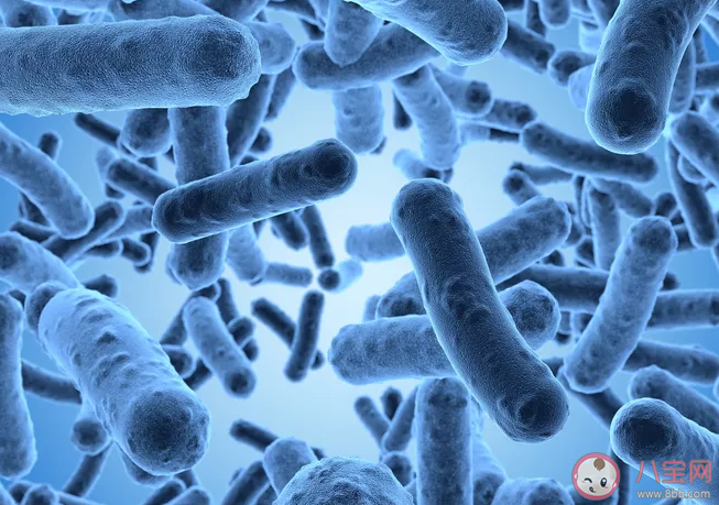 吃大蒜/用牙膏能殺死幽門螺桿菌嗎 益生菌可以消滅幽門螺桿菌嗎