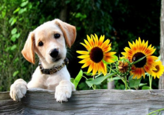 夏天要怎么給狗狗避暑 可不可以給狗狗剃毛降溫