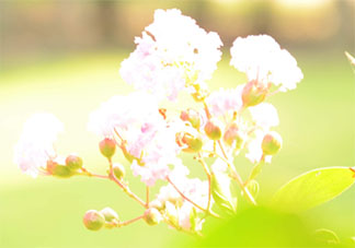 溫柔干凈且無關愛情的句子大全 溫柔干凈的朋友圈唯美文案說說