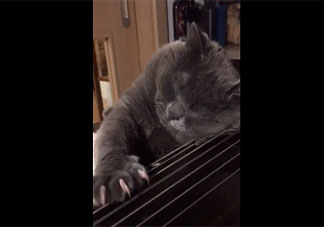 貓憂傷是什么狀態 貓咪憂傷的時候會有哪些表現