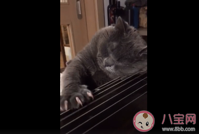 貓憂傷是什么狀態 貓咪憂傷的時候會有哪些表現