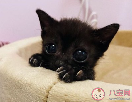 貓憂傷是什么狀態 貓咪憂傷的時候會有哪些表現