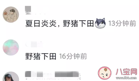 夏日炎炎野豬下田是什么意思什么梗 夏日炎炎野豬下田梗的出處是什么