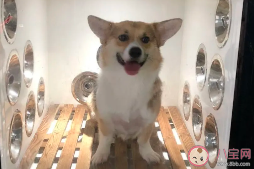 養狗一個月要花多少錢 養狗一年的花銷計算