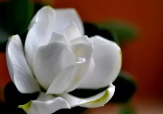 梔子花開了發朋友圈句子 關于梔子花開唯美句子