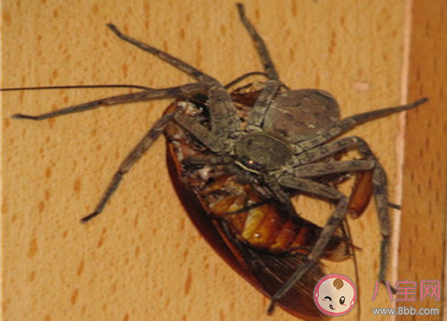 蟑螂怎么消滅最徹底最有效 徹底去除蟑螂的辦法有哪些