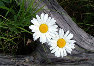 被蟲子咬了很癢的朋友圈說說 蟲子太多被咬了咬發朋友圈說說