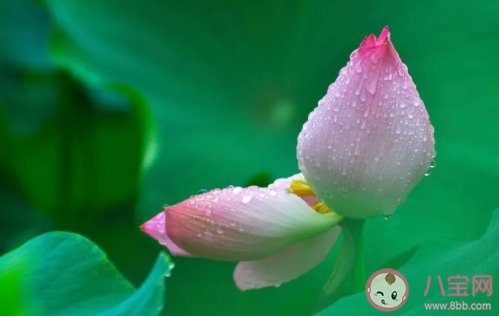 2020夏至文案怎么寫 夏至文案海報短句大全