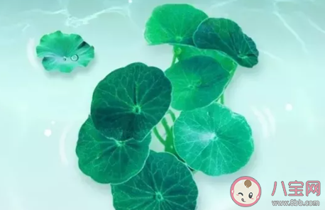 2020夏至節氣短信祝福語 夏至簡短祝福句子