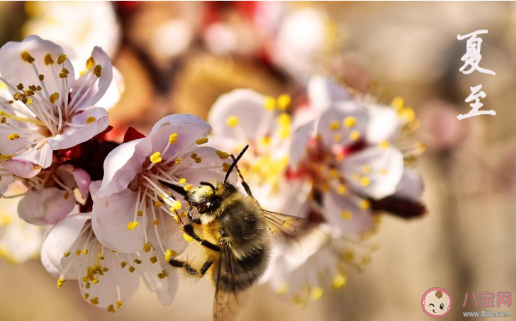 2020夏至到了的朋友圈個性文案句子 2020夏至節氣發朋友圈祝福語文案