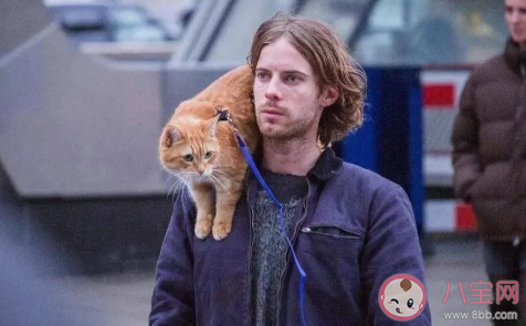 流浪貓鮑勃真主人是誰 流浪貓鮑勃原型現狀