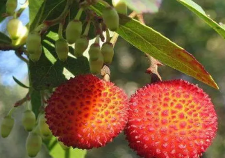 孕婦吃紅毛丹多少合適 孕婦吃紅毛丹會上火嗎