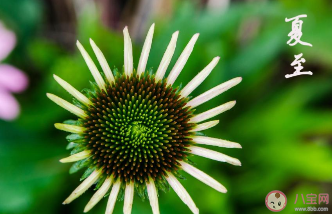 2020今日夏至節(jié)氣創(chuàng)意文案句子 2020今日夏至個性文案說說合集