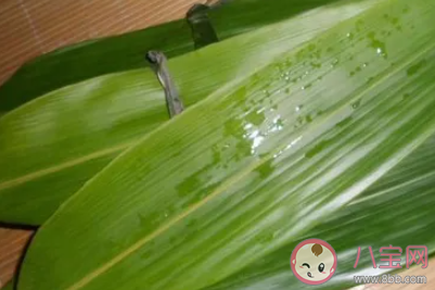 如何挑選新鮮的粽葉 端午粽葉挑選方法