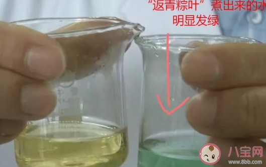 返青粽葉怎么辨別 返青粽葉和新鮮粽葉的區別