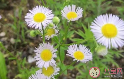 2020六月最后一天的心情句子 2020六月最后一天了心情語錄