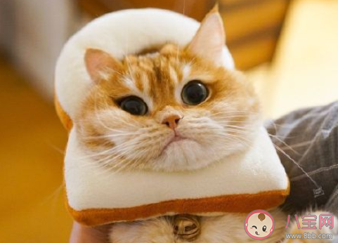 養貓前后的長輩有什么變化 長輩養貓前后有哪些改變