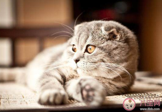 養貓前后的長輩有什么變化 長輩養貓前后有哪些改變