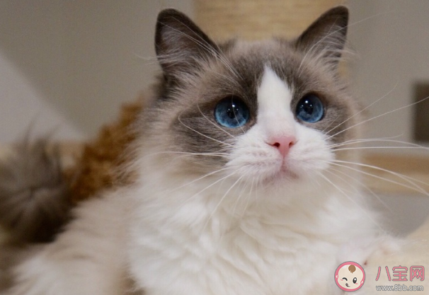 養貓前后的長輩有什么變化 長輩養貓前后有哪些改變