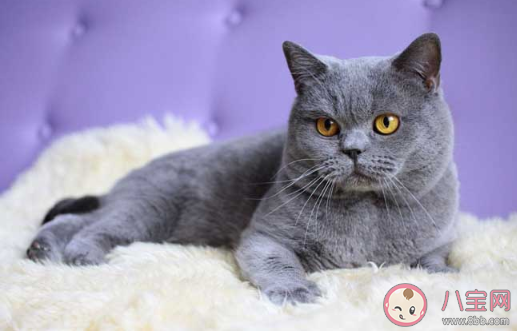 養貓前后的長輩有什么變化 長輩養貓前后有哪些改變