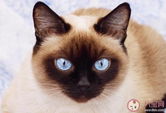 養貓前后的長輩有什么變化 長輩養貓前后有哪些改變