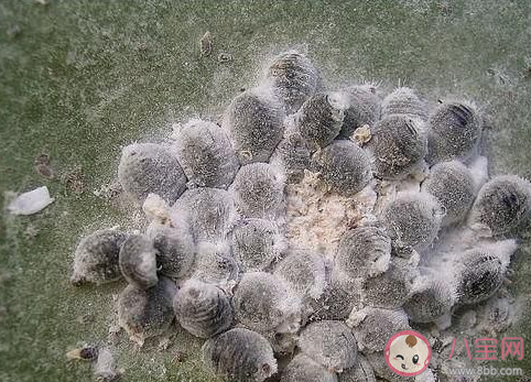 平時口紅用蟲子做的是真的嗎 口紅是用什么蟲子做成的