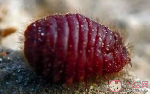 平時口紅用蟲子做的是真的嗎 口紅是用什么蟲子做成的