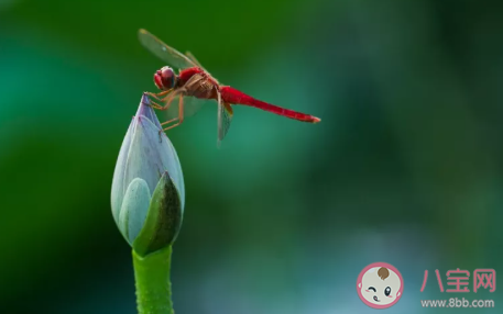 2020小暑節氣吃什么食物養生 小暑健康養生食物大全