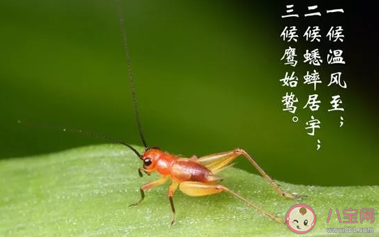 小暑三候分別是什么意思 小暑三候的特點(diǎn)