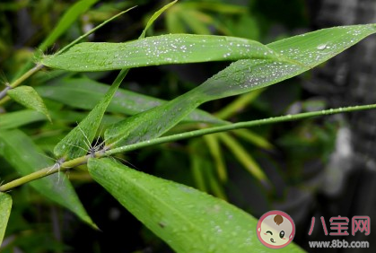 2020今日小暑朋友圈文案 小暑到來的說說句子