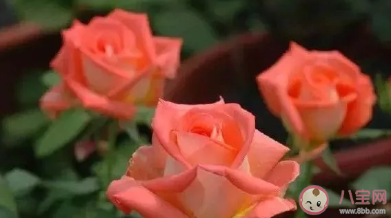 玫瑰花水養怎么養不蔫 玫瑰花怎么養才不會枯萎