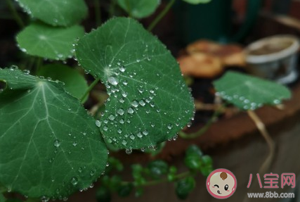 小暑節氣說說句子配圖 小暑節氣暖心文案