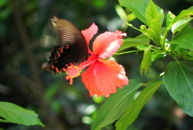 2020小暑節(jié)氣圖片朋友圈文案祝福語說說 2020小暑節(jié)氣祝福語唯美句子