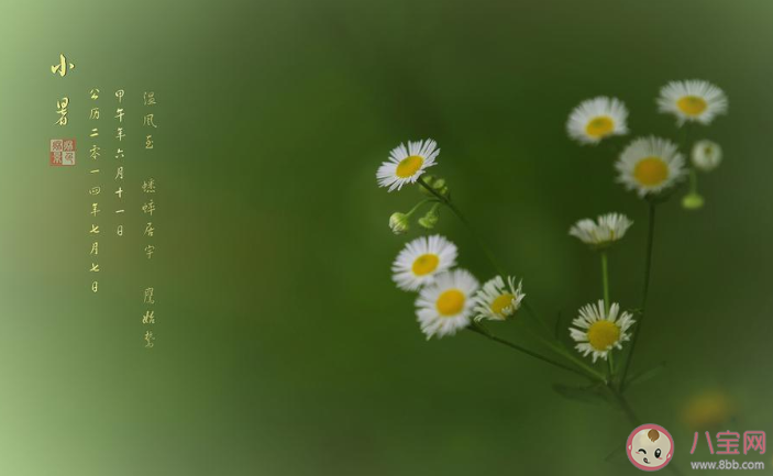 2020適合小暑節氣發的朋友圈個性說說 2020小暑節氣暖心朋友圈句子