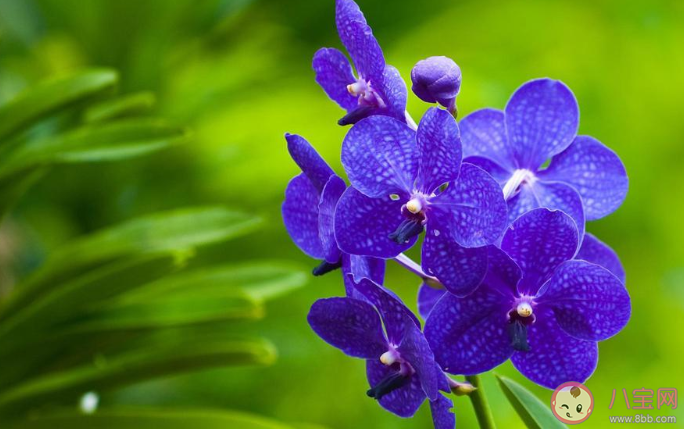 2020小暑節氣早安心語 2020小暑節氣早上好的說說