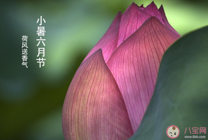 2020小暑節氣早安心語 2020小暑節氣早上好的說說