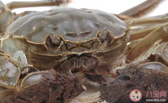 大閘蟹肉多還是梭子蟹肉多 大閘蟹和梭子蟹外形有什么區別