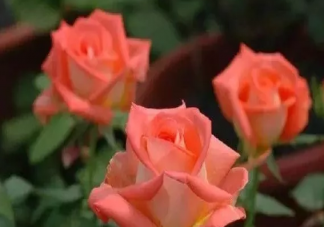 玫瑰花水養怎么養不蔫 玫瑰花怎么養才不會枯萎