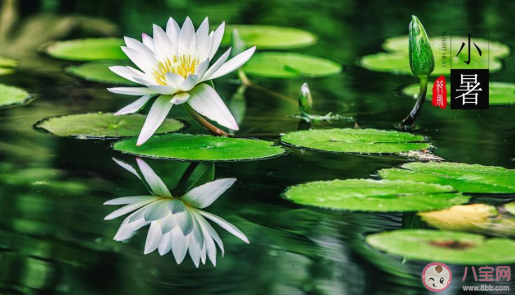 2020小暑節氣順口溜農諺有哪些 2020小暑節氣諺語順口溜大全