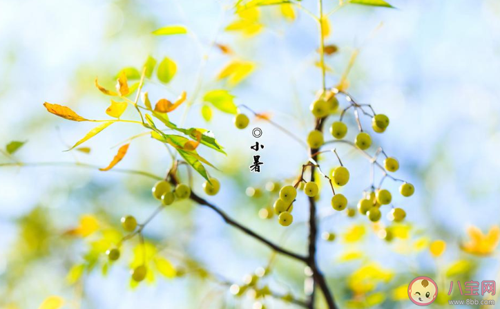 2020二十四節氣小暑發朋友圈暖心祝福語說說 2020二十四節氣小暑的朋友圈祝福語大全