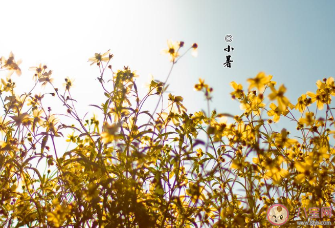 2020二十四節氣小暑發朋友圈暖心祝福語說說 2020二十四節氣小暑的朋友圈祝福語大全