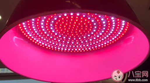 豬肉美顏燈有什么用 怎么辨別豬肉的好壞