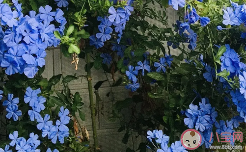 2020三伏天怎么降暑有效 生活中的降暑小技巧