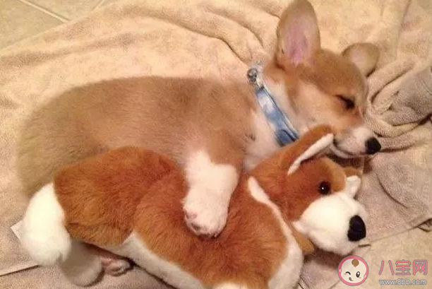 怎么養(yǎng)柯基可以讓屁股長圓  養(yǎng)柯基有哪些優(yōu)缺點(diǎn)